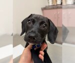 Small #1 Dachshund Mix