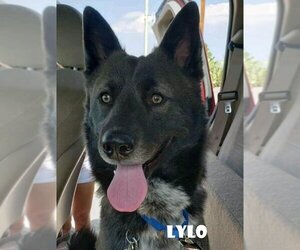 Lylo - Male Akita Dog for Adoption - Photo #4