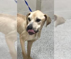 Mutt Dogs for adoption in Conroe, TX, USA