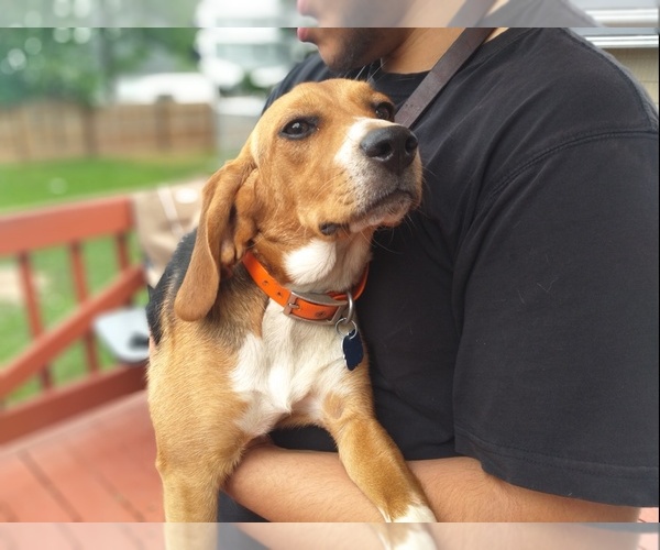 Medium Photo #3 Beagle Puppy For Sale in NEW BRIT, CT, USA