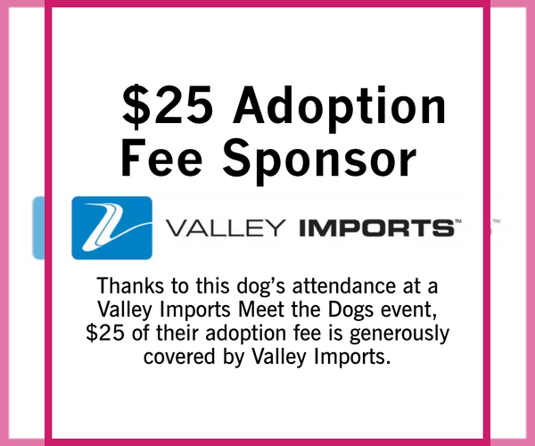 Medium Photo #5 Mutt Puppy For Sale in Fargo, ND, USA