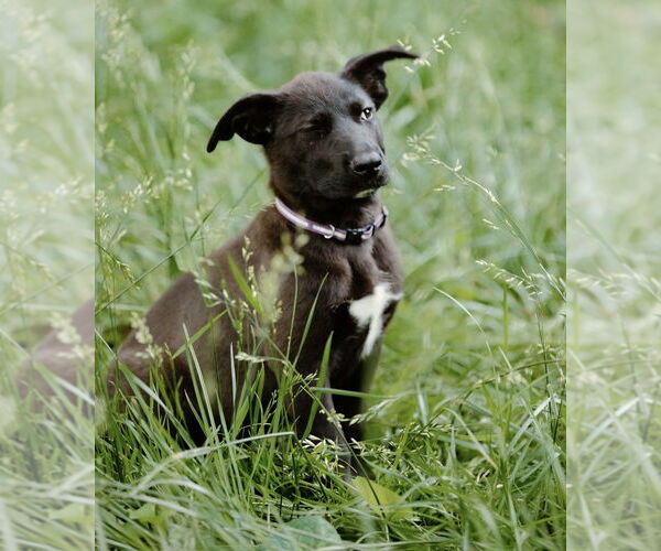 Medium Photo #20 Labrador Retriever-Unknown Mix Puppy For Sale in OKLAHOMA CITY, OK, USA