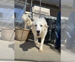 Small #3 Golden Pyrenees