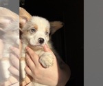 Puppy Vergil Pembroke Welsh Corgi