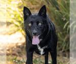 Small #1 Australian Kelpie