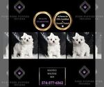 Puppy Solstice Maltese