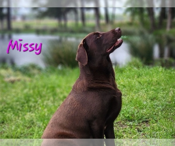 Medium Photo #1 Labrador Retriever Puppy For Sale in EDGEWOOD, TX, USA