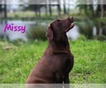 Small Photo #1 Labrador Retriever Puppy For Sale in EDGEWOOD, TX, USA