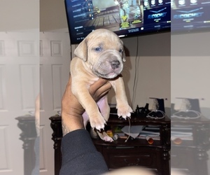 American Bully Puppy for sale in MORROW, GA, USA