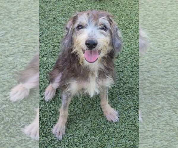Medium Photo #2 Mutt Puppy For Sale in Carrollton, TX, USA