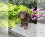 Small #1 Dachshund