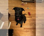 Small #2 Shepradors