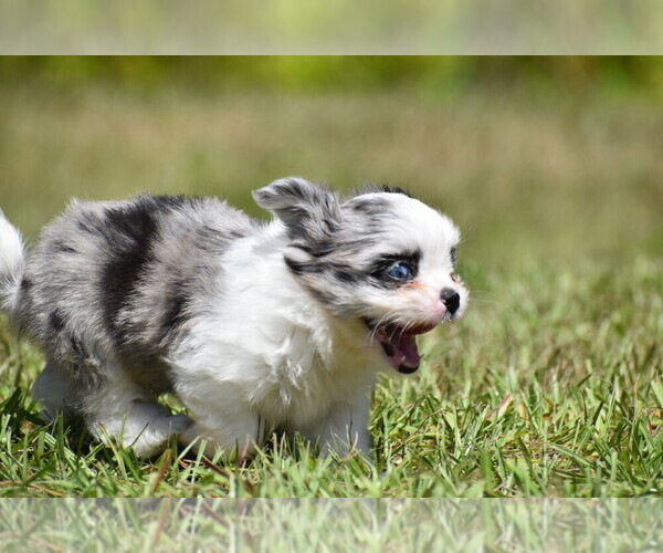 Medium Photo #4 Shih Aussie Puppy For Sale in PALM COAST, FL, USA