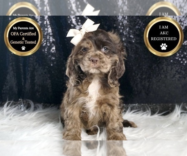 Medium Photo #21 Cocker Spaniel Puppy For Sale in WARSAW, IN, USA