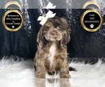 Small Photo #21 Cocker Spaniel Puppy For Sale in WARSAW, IN, USA