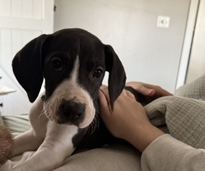 Great Dane Puppy for sale in BOGUE CHITTO, MS, USA