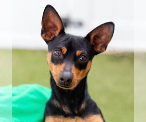 Chihuahua Dogs for adoption in Canton, CT, USA