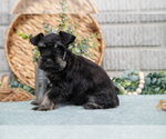Small #3 Schnauzer (Miniature)