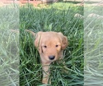 Small Photo #5 Golden Retriever Puppy For Sale in GASTONIA, NC, USA