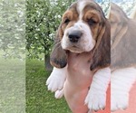 Small #4 Basset Hound