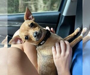 Chihuahua Dogs for adoption in Spring Lake, NC, USA