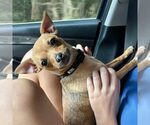 Small Chihuahua