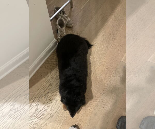 Medium Photo #3 Dachshund Puppy For Sale in Fruitland, SC, USA