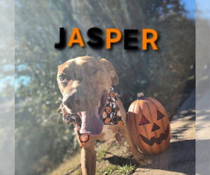 Jasper - Male Doberman Pinscher-German Shepherd Dog Mix Dog for Adoption - Photo #4