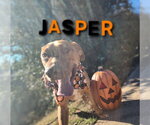 Small Photo #4 Doberman Pinscher-German Shepherd Dog Mix Puppy For Sale in McDonough, GA, USA