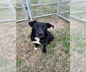 Labrador Retriever Dogs for adoption in Corpus Christi, TX, USA