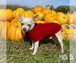 Small Chihuahua Mix