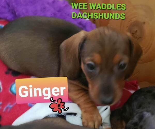 Medium Photo #6 Dachshund Puppy For Sale in WALLACE, CA, USA