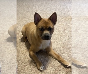 French Bulldog-Pomeranian Mix Puppy for sale in HOMEWORTH, OH, USA