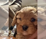 Small #15 Cavapoo (Miniature)