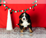 Puppy Annabelle Bernese Mountain Dog