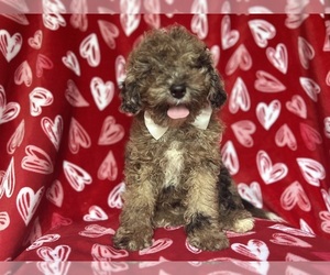 ShihPoo Puppy for sale in LAKELAND, FL, USA