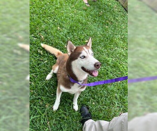Medium Photo #1 Siberian Husky Puppy For Sale in Pearland, TX, USA