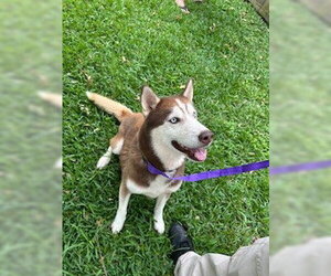 Siberian Husky Dogs for adoption in Pearland, TX, USA