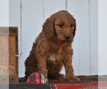 Small Photo #10 Irish Doodle Puppy For Sale in GREENCASTLE, PA, USA