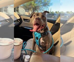 STITCH #3 - Male American Bulldog Dog for Adoption - Photo #3