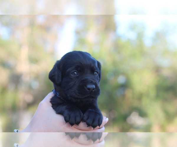 Medium Photo #4 Labrador Retriever Puppy For Sale in WEST PALM BEACH, FL, USA