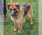 Small #3 English Shepherd