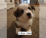 Puppy Lt Blue Male Pembroke Welsh Corgi