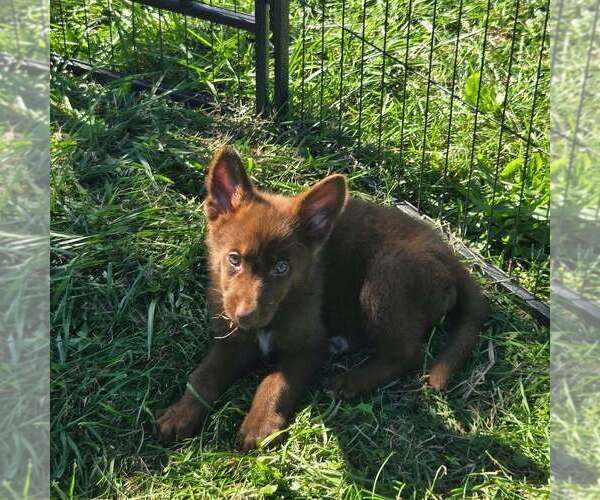 Medium Photo #1 German Shepherd Dog Puppy For Sale in RIGA, MI, USA