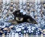 Small #5 Schnauzer (Miniature)