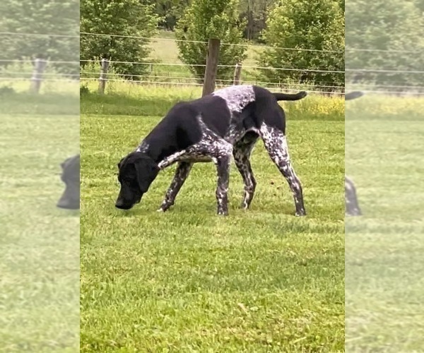 Medium Photo #1 German Shorthaired Pointer Puppy For Sale in FAIRHOPE, PA, USA