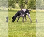 Small Photo #1 German Shorthaired Pointer Puppy For Sale in FAIRHOPE, PA, USA