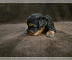 Small #7 Yorkshire Terrier