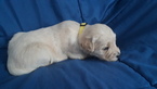 Small Photo #1 Goldendoodle Puppy For Sale in HIRAM, OH, USA
