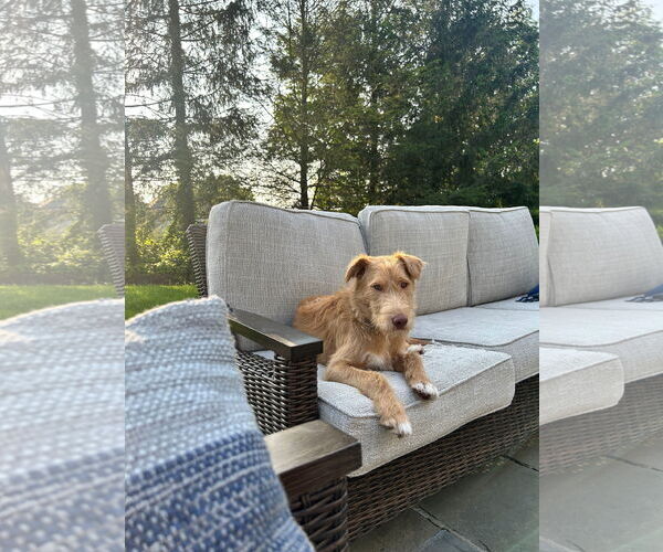 Medium Photo #5 Mutt Puppy For Sale in Ridgefield, CT, USA